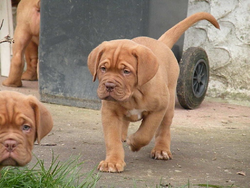 Going to brazil Des Dogues De Cave Canem