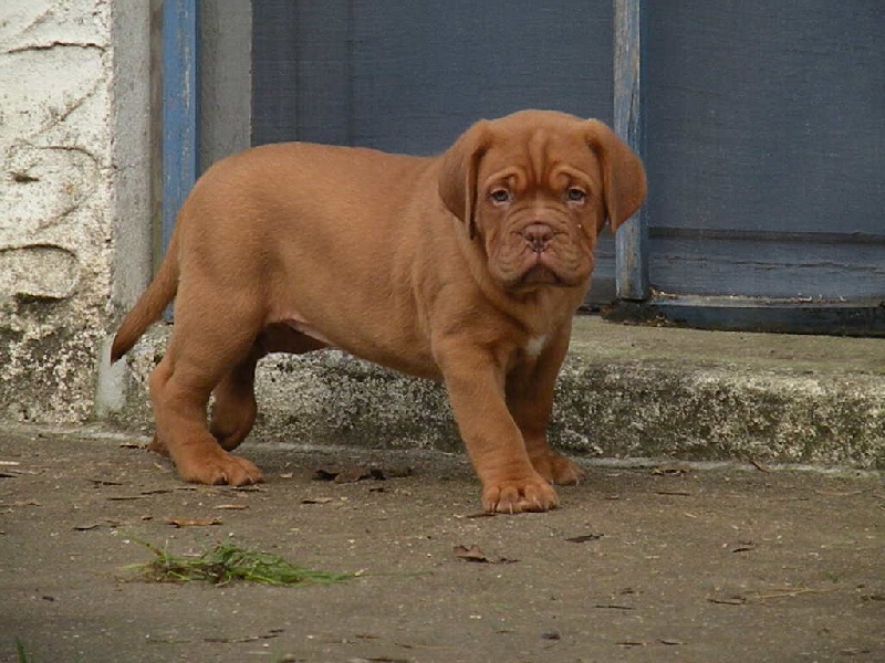 Girlschool Des Dogues De Cave Canem