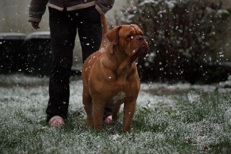 Carmen Des Dogues De Cave Canem