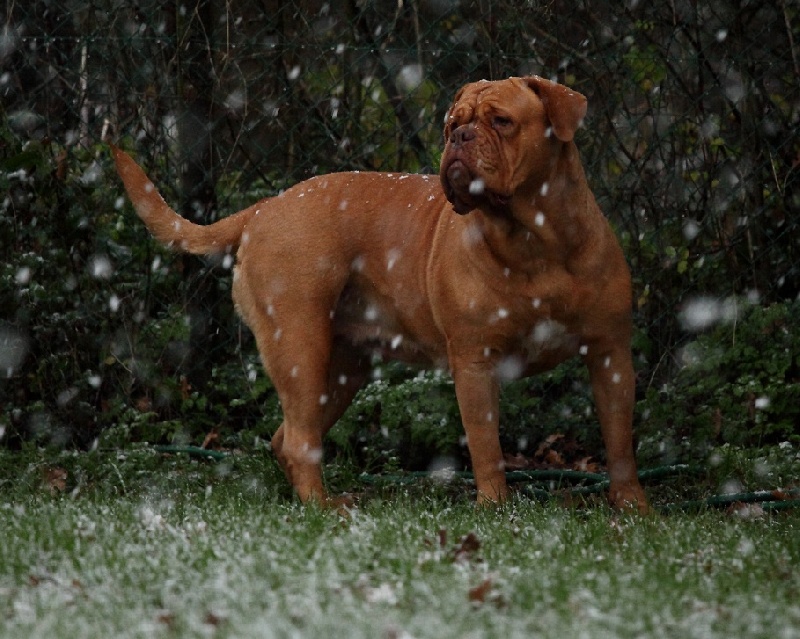 Carmen Des Dogues De Cave Canem