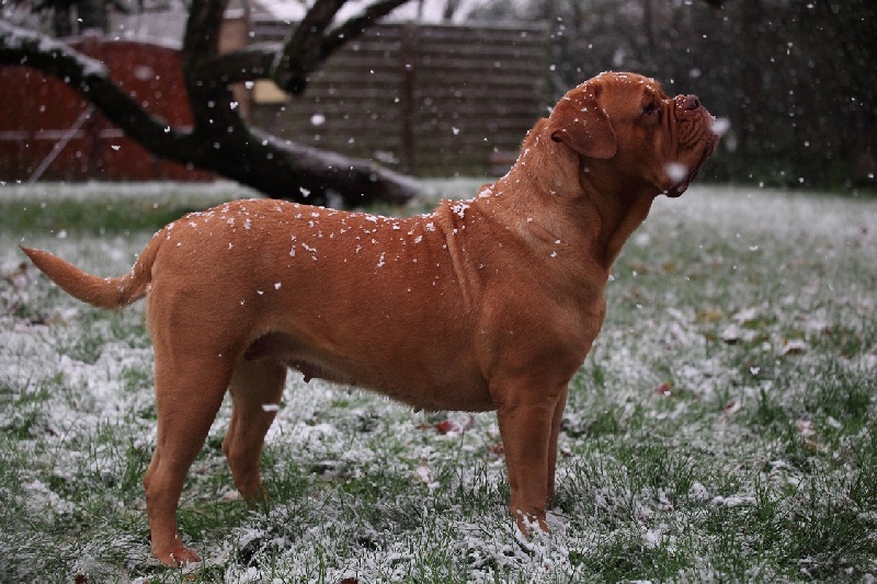 Carmen Des Dogues De Cave Canem