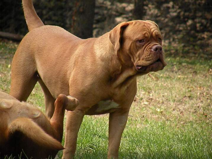 Carmen Des Dogues De Cave Canem