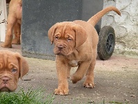 Going to brazil des Dogues de Cave Canem